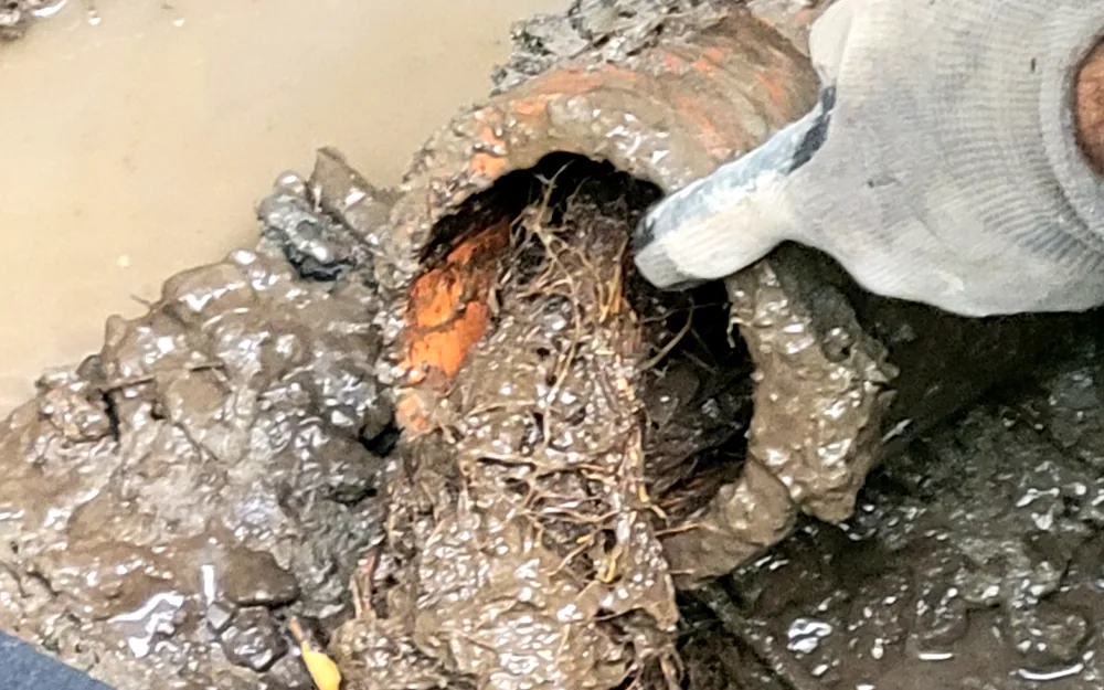 Failed weeping tile clogged with mud and tree roots
